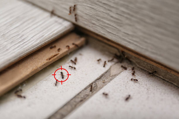 Best Mosquito Control Services  in Red Wing, MN