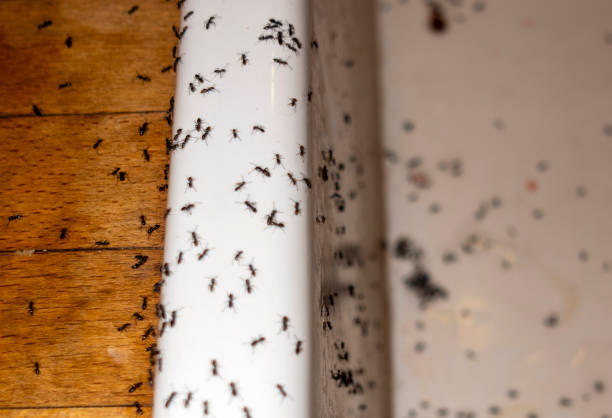 Best Commercial Pest Control Services  in Red Wing, MN