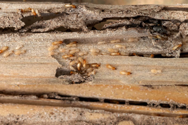 Wildlife Control Services in Red Wing, MN